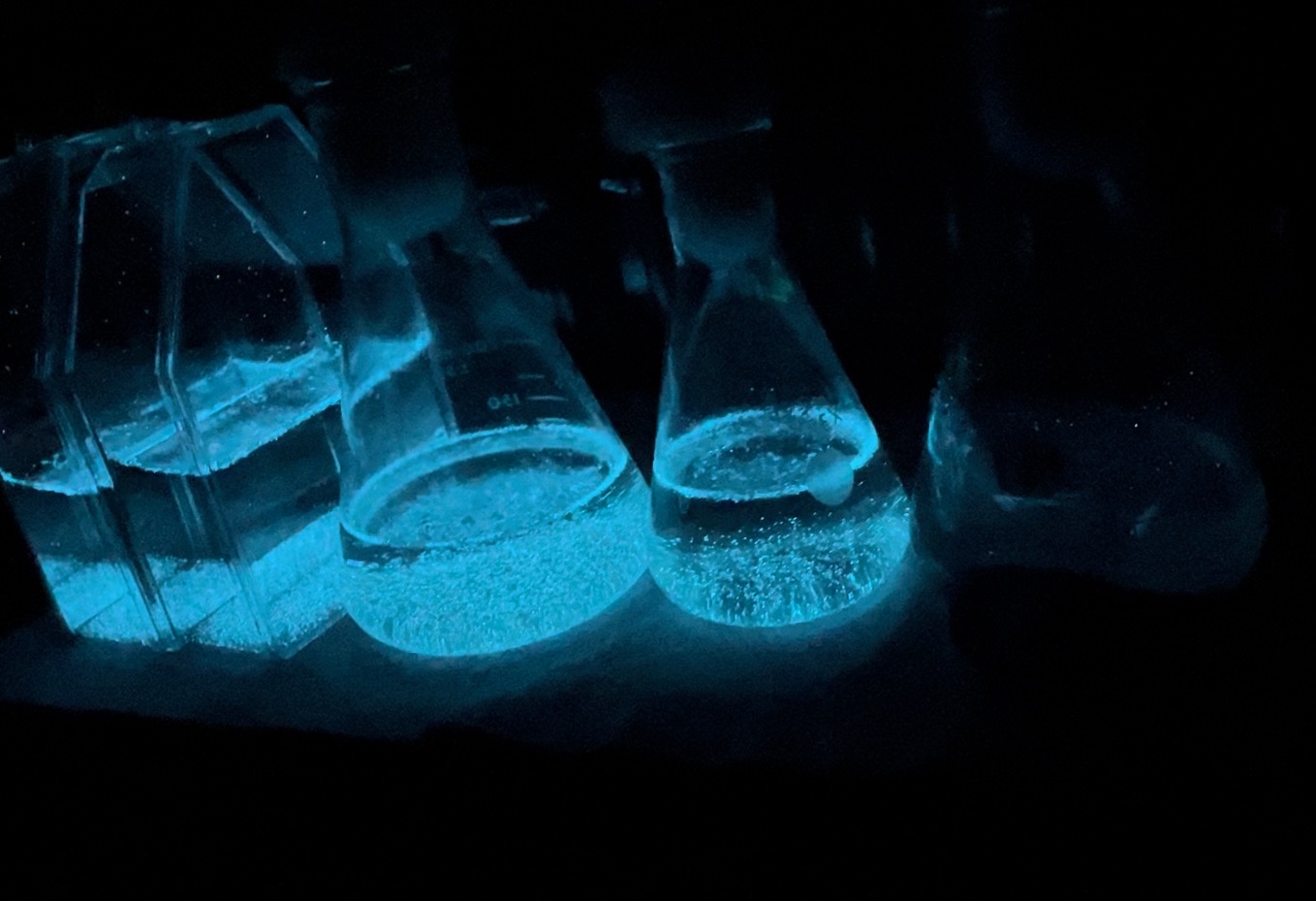 Bioluminescent Algae