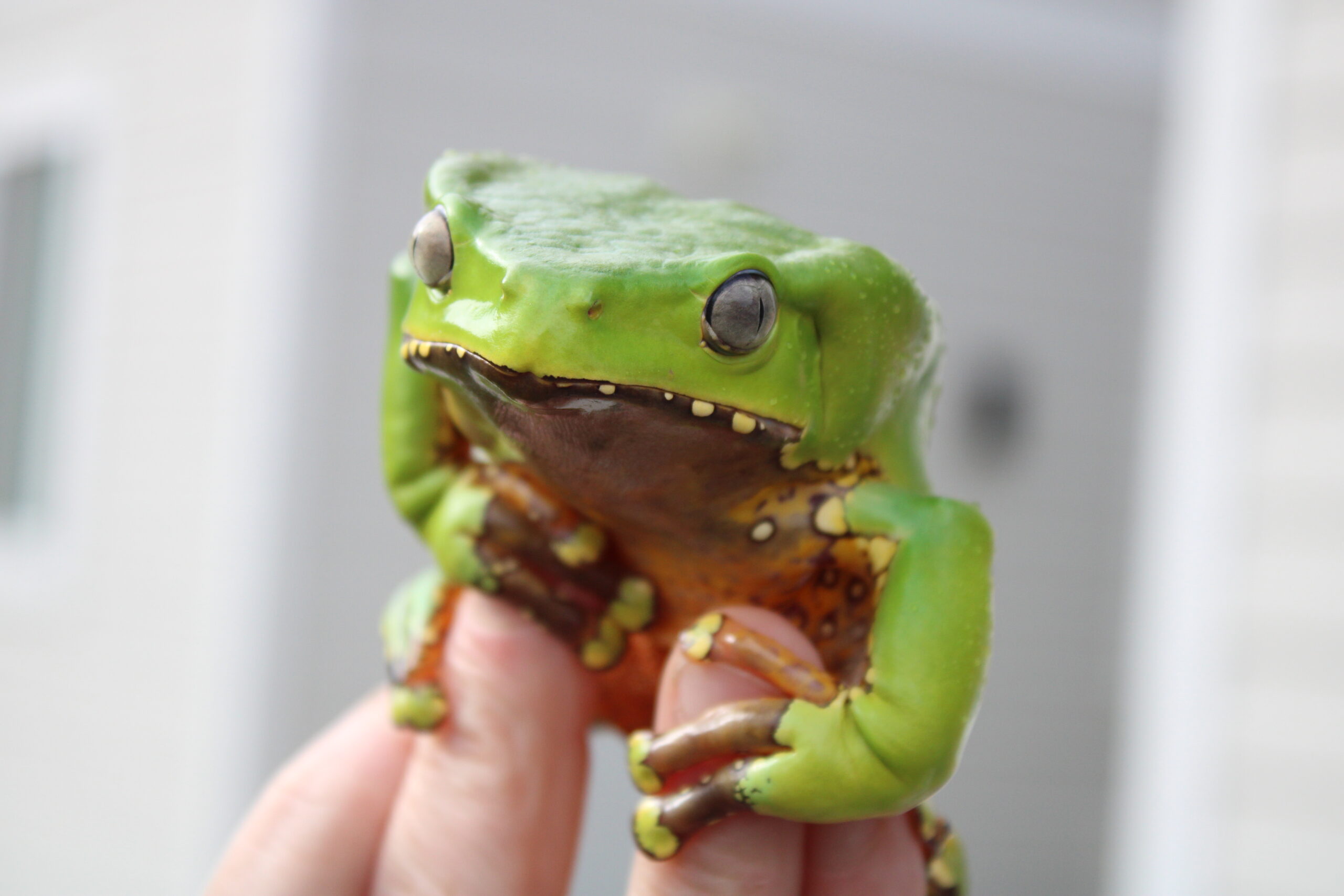 Giant Waxy Monkey Tree Frog