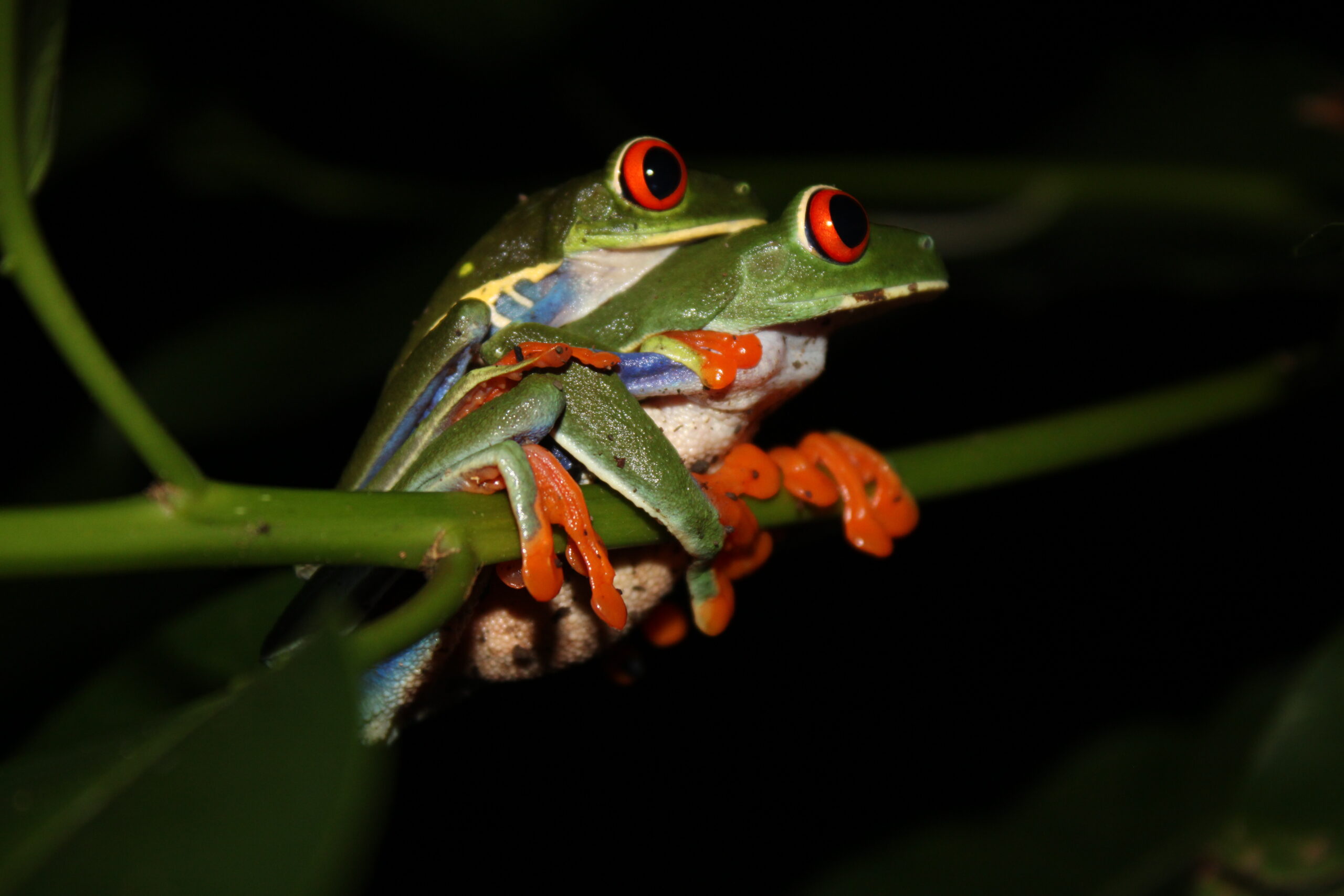 Frogging in Costa Rica + Panama!
